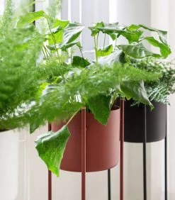 ENT Plantenstaander Medium Zwart -Decoratie Verkoop 3d9a98ecc42344e8b8b6d079f5e2e1f1 1