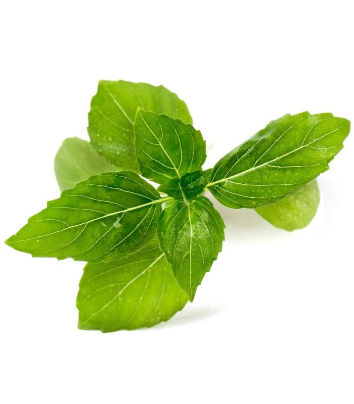 Biologische Kaneel Basilicum Lingot® ORGANIC 2 Biologische Kaneel Basilicum Lingot® ORGANIC - Afbeelding 2