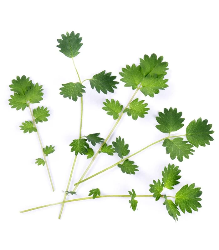 Lingot® Pimprenelle BIO - Voor Véritable® Moestuinen 2 Lingot® Pimprenelle BIO - Voor Véritable® Moestuinen - Afbeelding 2